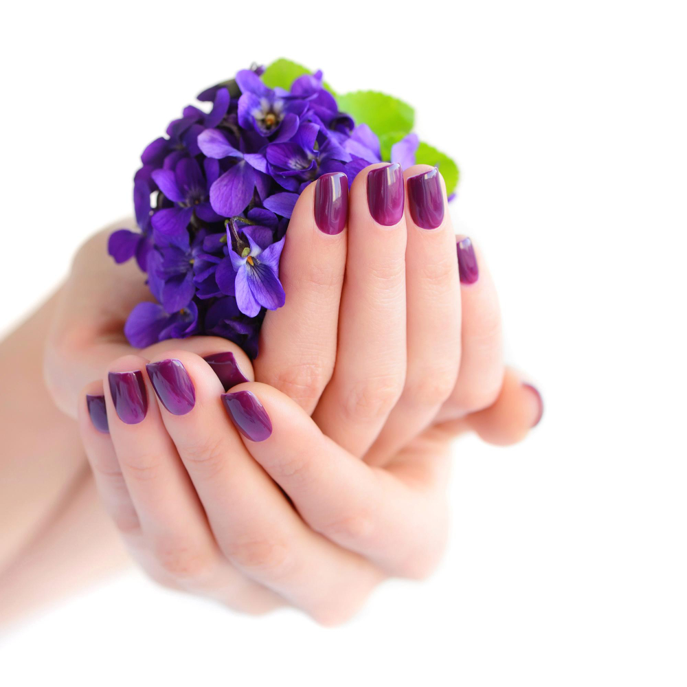 hands-woman-with-dark-purple-manicure-nails-bouquet-violets-white-background